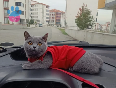 British Shorthair Kedime eş arıyorum