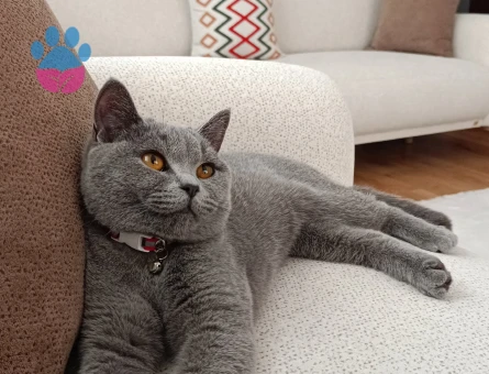 British Shorthair Kedime eş arıyorum