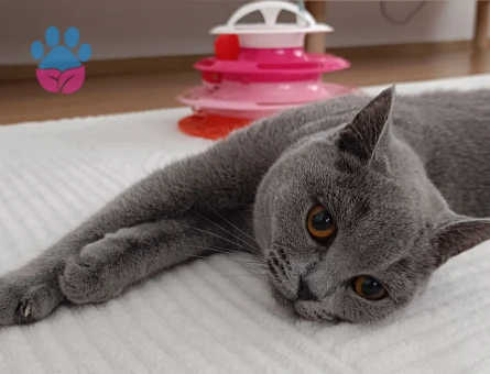 British Shorthair Kedime eş arıyorum