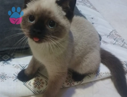 Siyam Kedimize Eş Arıyoruz