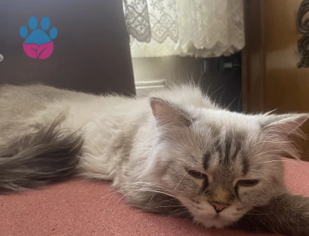 Kedim için erkek kızgın kedi arıyorum