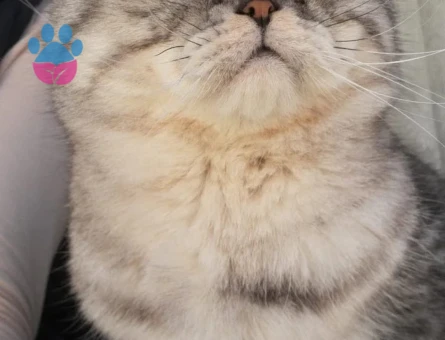 Scottish Fold 1 Yaşında Kedim Eş Arıyor