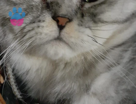 Scottish Fold 1 Yaşında Kedim Eş Arıyor