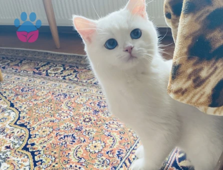 2 yaşında British Oğluma Eş Arıyorum