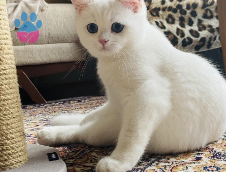 2 yaşında British Oğluma Eş Arıyorum