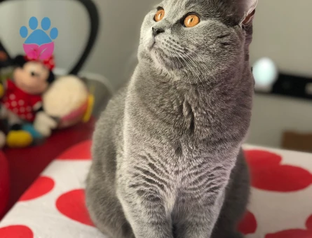 British Shorthair Oğlum Kızgınlıkta