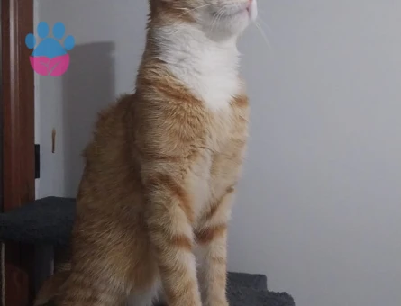 Tekir Cinsi Kedim Badem Eş Arıyor