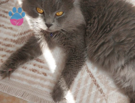 Oğlum Memati'ye gelin arıyorum