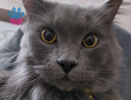 Oğlum Memati'ye gelin arıyorum