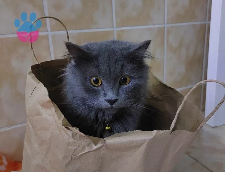 Oğlum Memati'ye gelin arıyorum