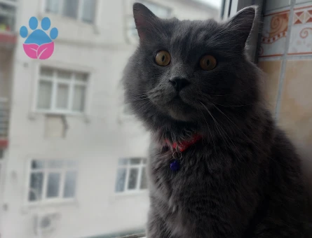 Oğlum Memati'ye gelin arıyorum