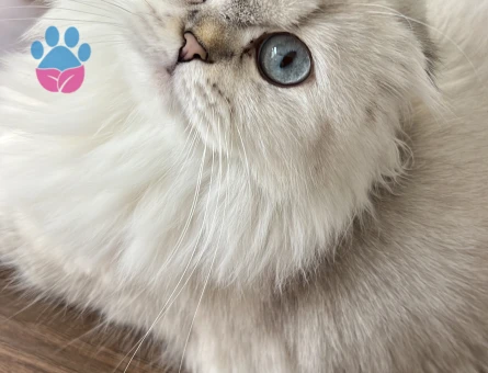 Scottish Longhair 16 Aylık Eş Arıyor