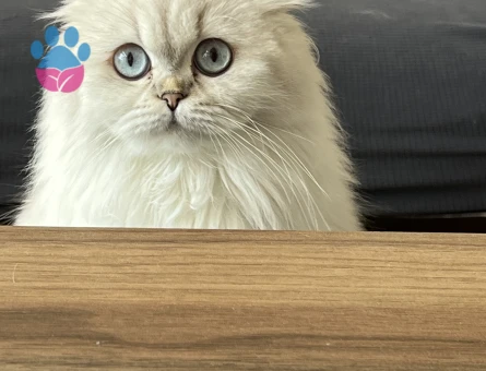 Scottish Longhair 16 Aylık Eş Arıyor