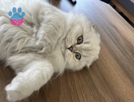 Scottish Longhair 16 Aylık Eş Arıyor