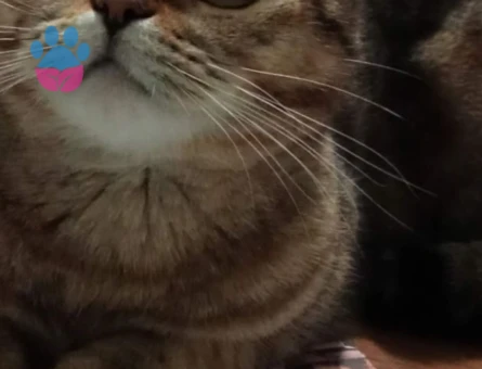 SCOTTİSH FOLD KIZIMIZA EŞ ARIYORUZ