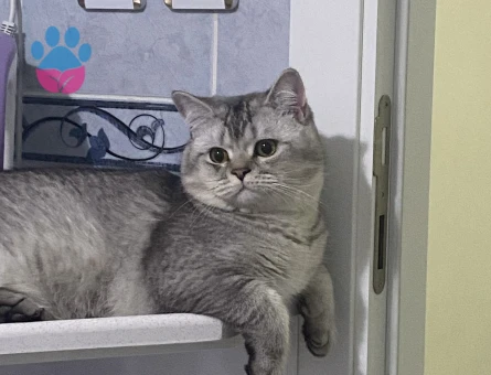 British Shorthair 10 Aylık Eş Arıyor