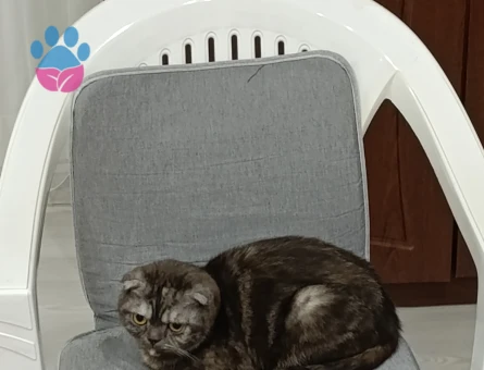 Scottish Kedi Çiftleştirme
