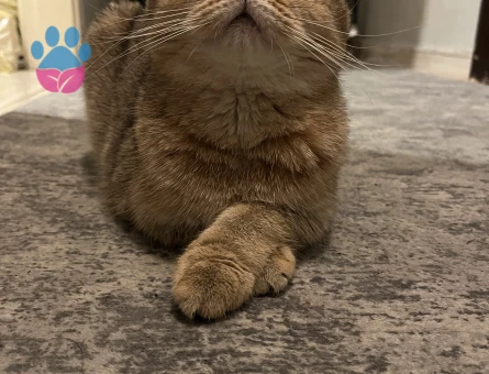 Scottish fold ny25 cinsi dişi kedime eş arıyorum