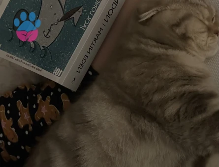 Scottish fold 1 Yaşında Kedim Eş Arıyor