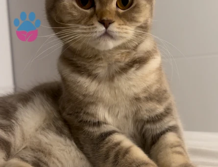 Scottish fold 1 Yaşında Kedim Eş Arıyor