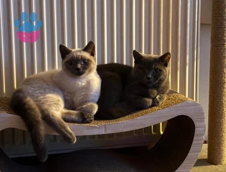 British Shorthair 1,5 yaşında Dişi Kızgınlıkta