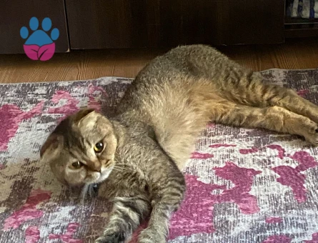 Çiftleşmek için erkek eş aranmaktadır