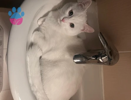 Kedime eş arıyorum