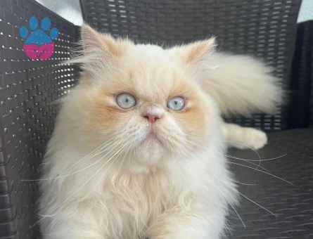 Behlul kedimiz kızgınlıkta