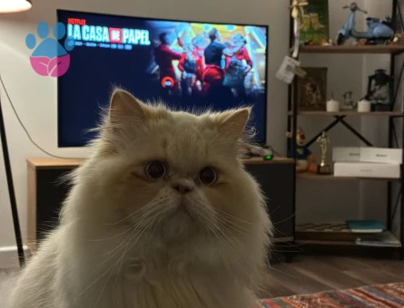 Behlul kedimiz kızgınlıkta