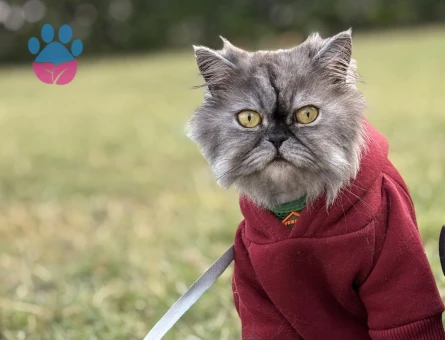 2 yaşında erkek kedime acil eş arıyoruz