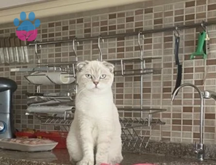 Güzel kızıma eş arıyorum