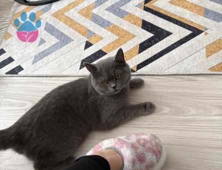 British Shorthair 1 Yaşında Eş Arıyor