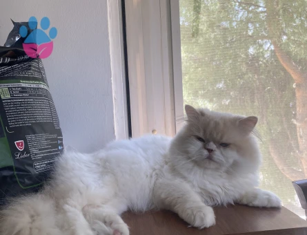 Yakışıklı oğluma prenses arıyorum