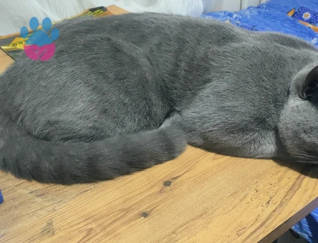 British Shorthair 1 Yaşında Eş Arıyor