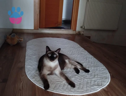 Siyam 2 Yaşında Kedime Eş Arıyorum