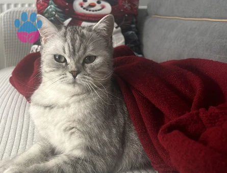 British kedimi çiftleştirmek istiyorum