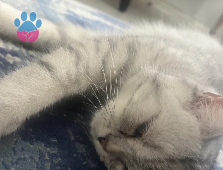 British kedimi çiftleştirmek istiyorum