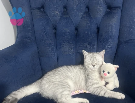 British kedimi çiftleştirmek istiyorum