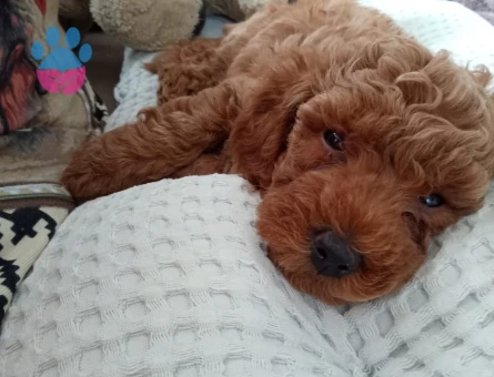Toy Poodle Oğlumuza eş arıyoruz
