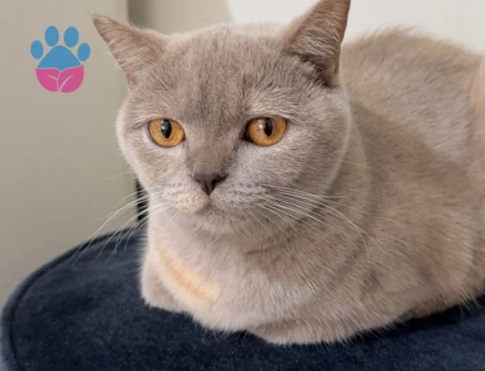 Kedimize erkek aday arıyoruz