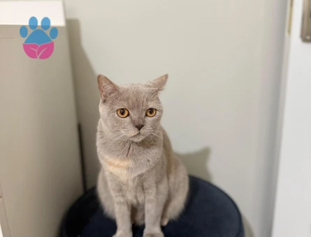 Kedimize erkek aday arıyoruz