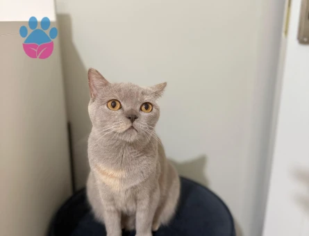 Kedimize erkek aday arıyoruz