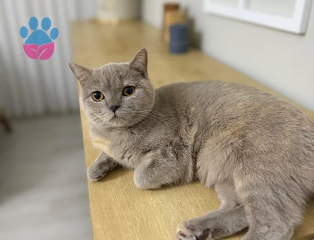 Kedimize erkek aday arıyoruz