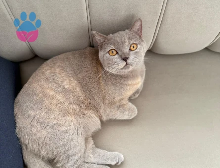 Kedimize erkek aday arıyoruz