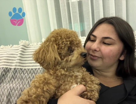 Toy poodle 1 Yaşında Erkek Kızgınlıkta