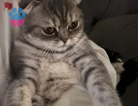 Kızımız Mila'ya Eş Arıyoruz