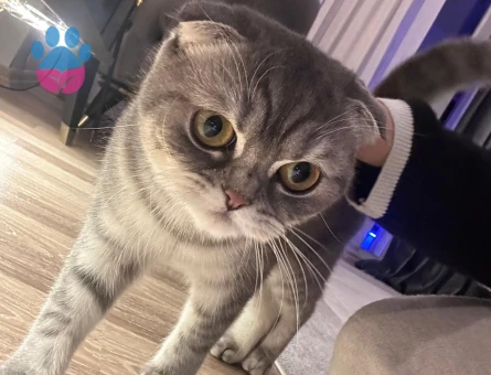 Kızımız Mila'ya Eş Arıyoruz