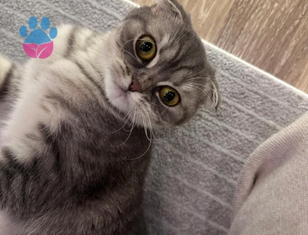 Kızımız Mila'ya Eş Arıyoruz