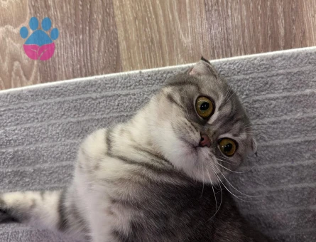 Kızımız Mila'ya Eş Arıyoruz