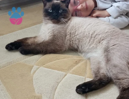 Siyam erkek 1 yaşında